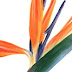 logo IntimateCafe2001