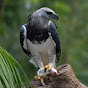 Harpy Eagle