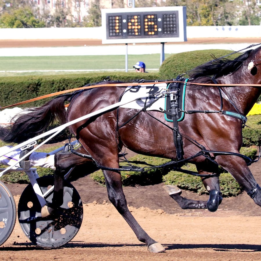 Horse track. Harnesses Races Breeders Crown. Trotters.