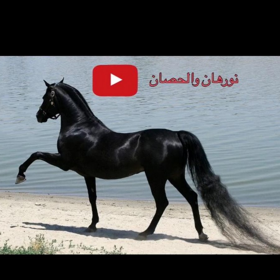 horse - YouTube