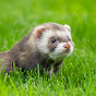 The Trained Ferret