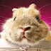 logo TheSuperRabbit