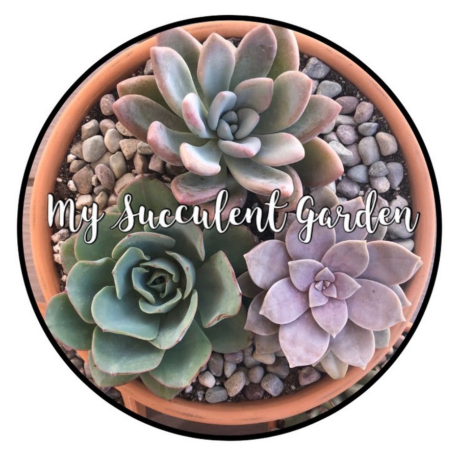 My Succulent Garden - YouTube