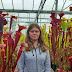 Carnivorous_plant_girl