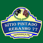 SITÍO PINTADO REBANHO-77