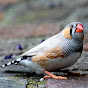 zebra finch world عالم الزيبرا فينش