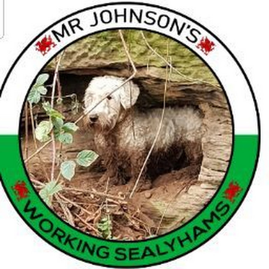 Mr Johnsons working terriers