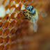 Trucs et astuces en apiculture