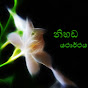 නිහඩ යථාර්ථය