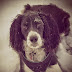 logo Chris D