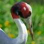 Sarus Crane