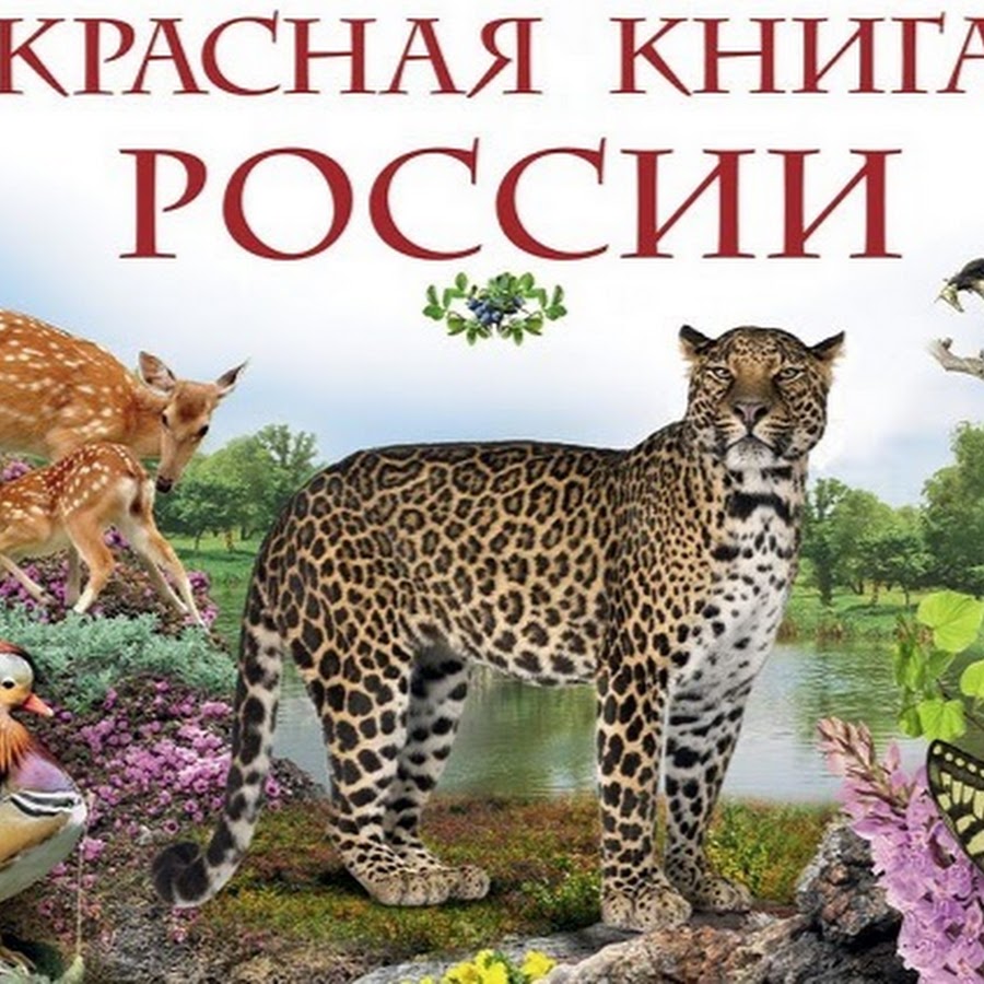 Книги с картинками животных. Красная книга обложка. Животные красной книги Росси.