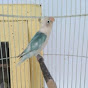 My Bird Farhends