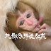 Jigokudani Yaenkoen地獄谷野猿公苑（Snow Monkey）