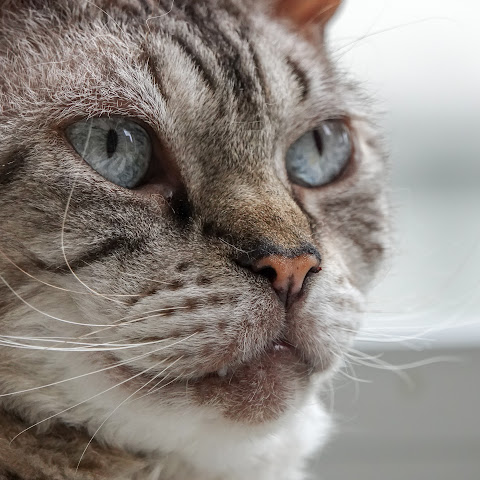 CatpawsTravelPhotography