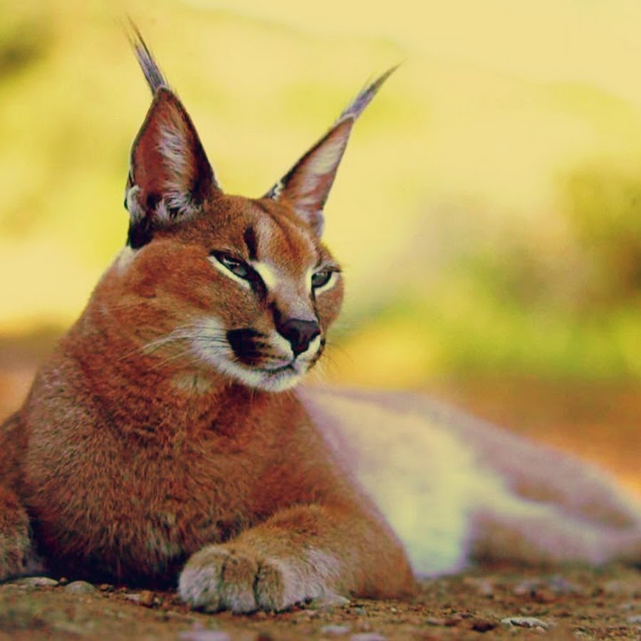 Conscious Caracal @ConsciousCaracal