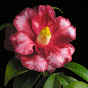 Camellia Blooms Tarot (Hoa Trà)