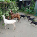 Brahmaputra goat Farm