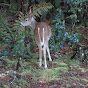 Stewart Island Whitetail Deer hunting