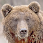 Bushcraft Bear