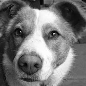 RCDog