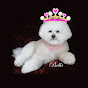 Bella Bichon