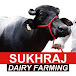 Sukhraj dairy farming