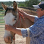 Equine Positional Release