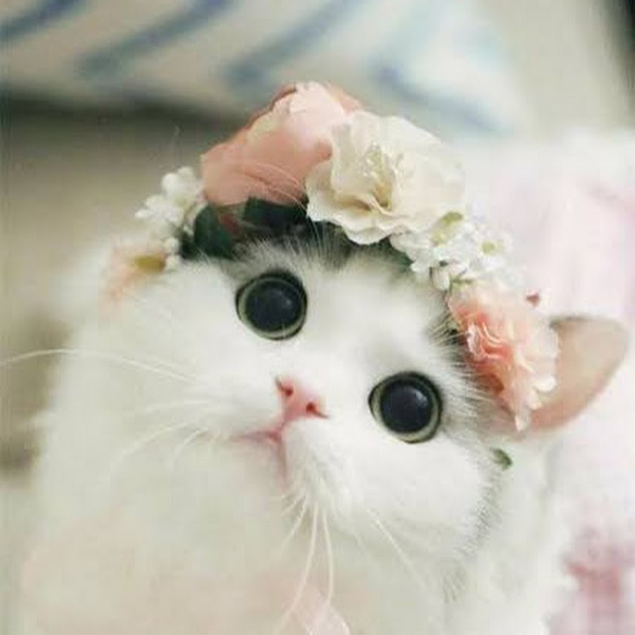 Как выглядит милые коты