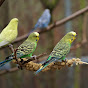 Bharat Budgies & Love Birds