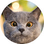AaronsAnimals youtube avatar