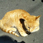 癒され野良猫動画 healing straycat
