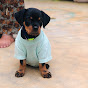 Sultan The Rottweiler