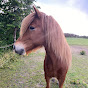 Jacobsen Icelandic Horses