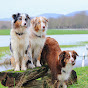 Australian Shepherds Amy, Joy und Liv