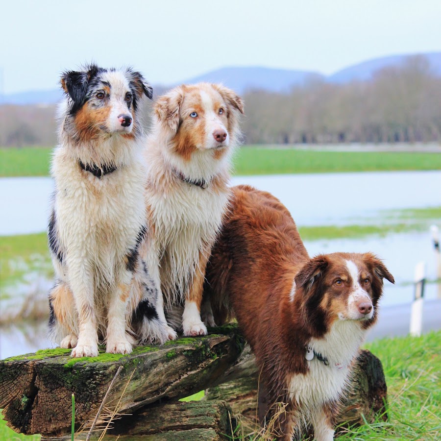 Australian Shepherds Amy, Joy und Liv @AmyJoyundLiv