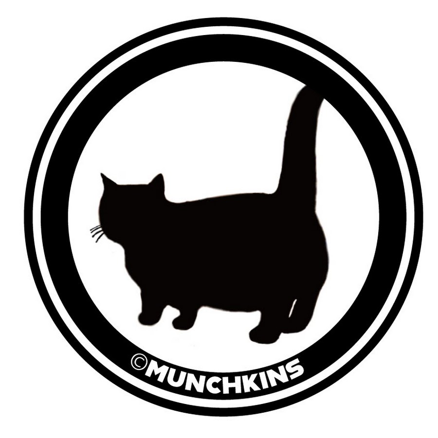 Cute Cats Munchkins TV