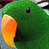 logo Parrot Dash