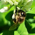 Beekeeping practice-Практика пчеловодства