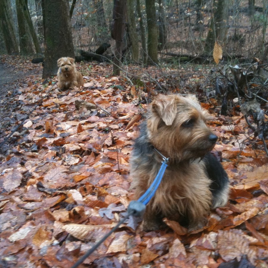 Norfolk Terrier