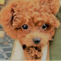 Toy poodle Colon