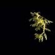 TheLeafyseadragon