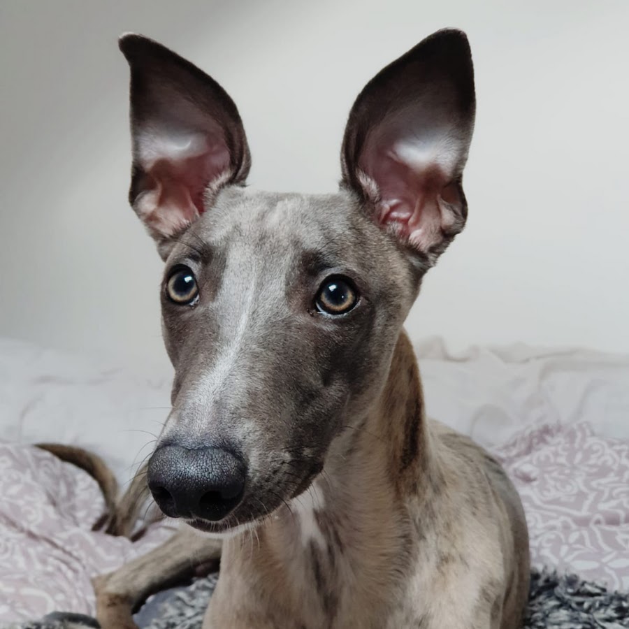 Freddie The Whippet