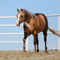 Silver Spurs Equine- Oklahoma