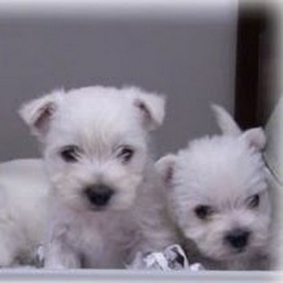 Arrowhead acres hot sale westie