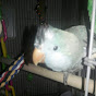 Frito Bandito Quaker Parrot