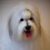 Conan, Coton de Tulear