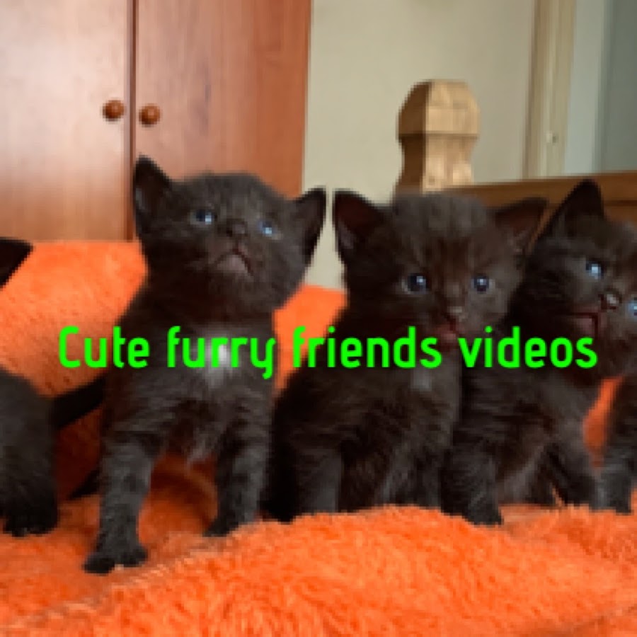 CUTE FURRY FRIENDS VIDEOS