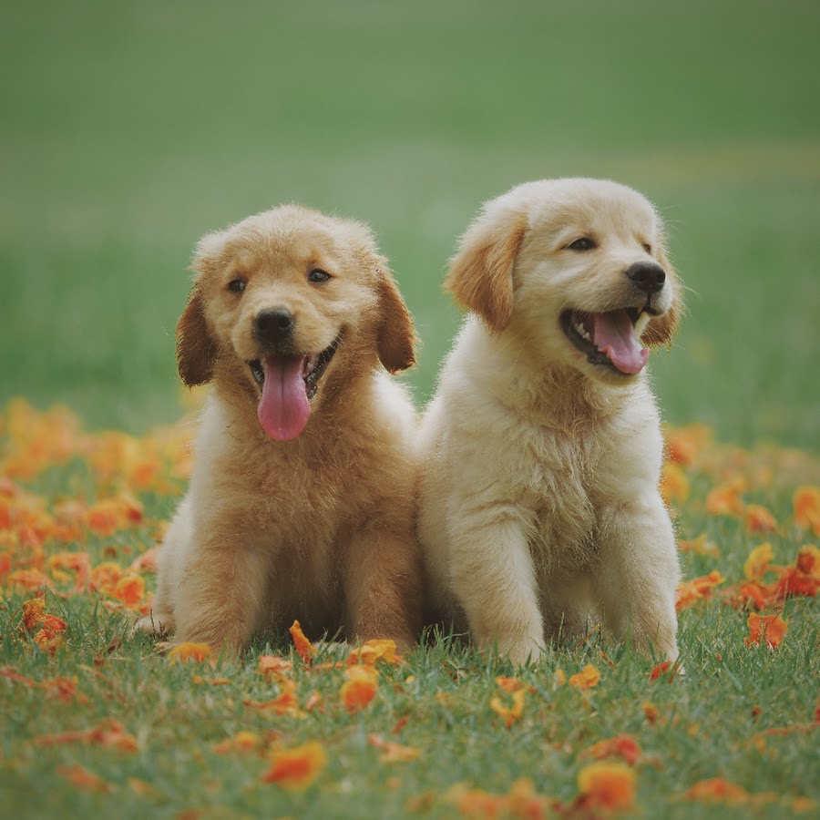 crayze animals