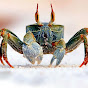 MrCrab